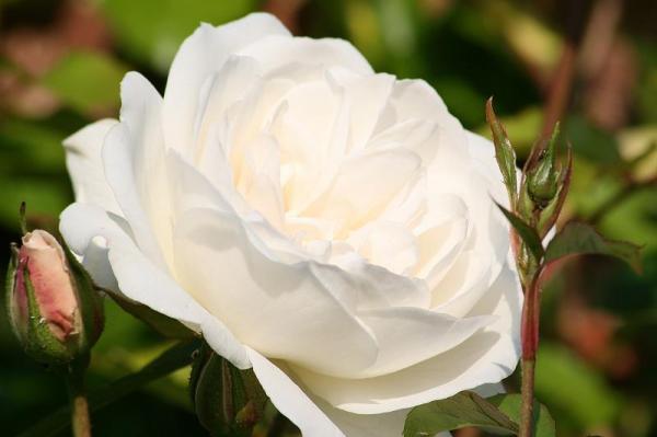  photo florblancanavidad_zpscdd1883f.jpg