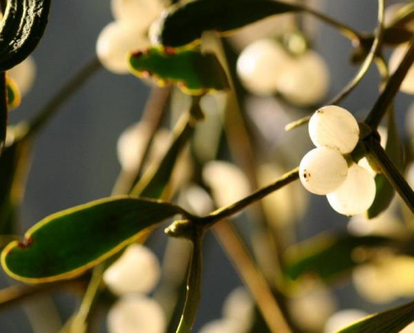  photo flornavidad_zps85b92c69.jpg